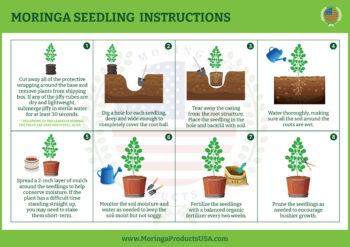 moringa seedling growing instructions