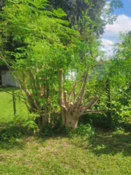 How to Prune a Moringa Tree