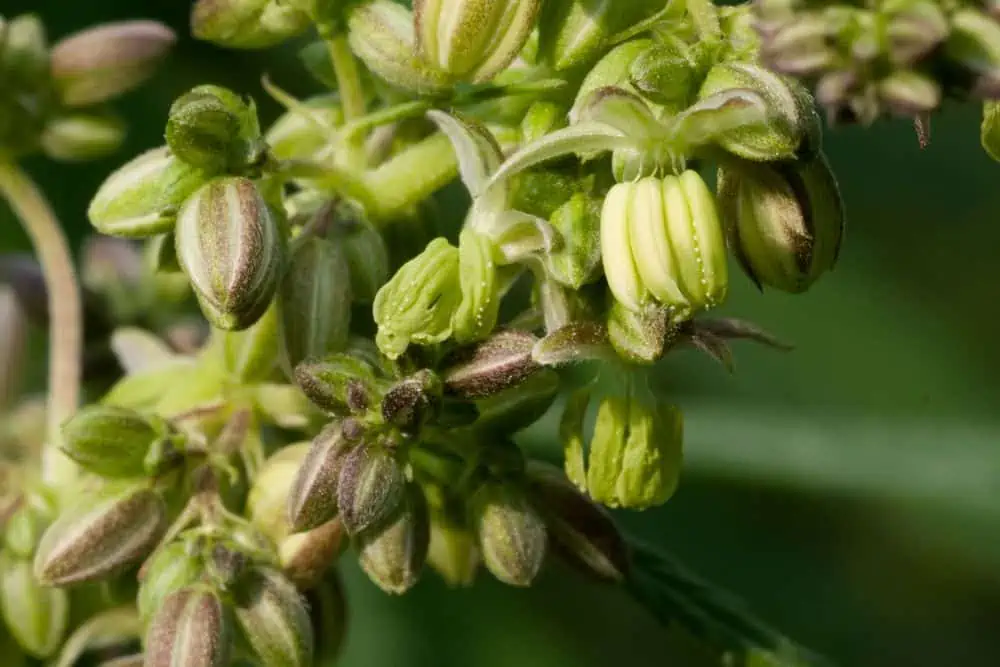 hermie marijuana plant with nanners