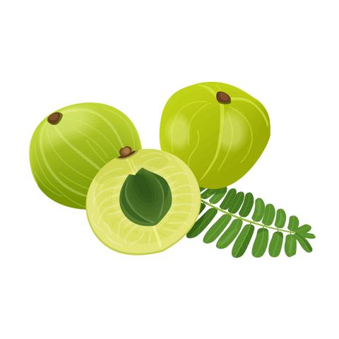 Indian gooseberry (Amla) powder