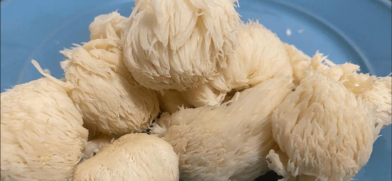 saute lions mane mushroom