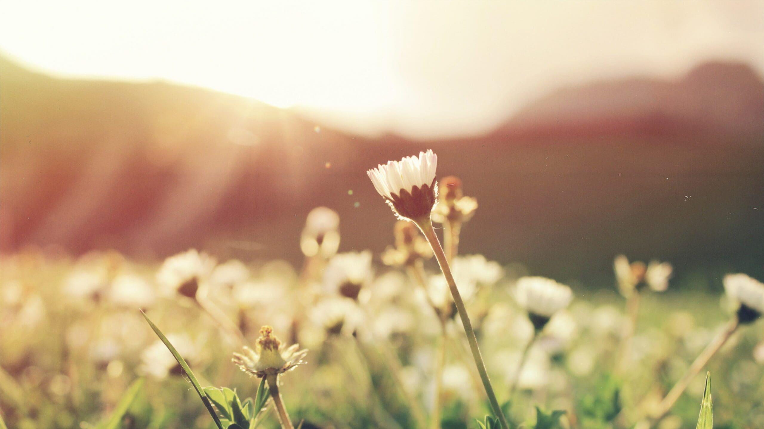 Honoring the transition to spring - flowers blooming in a field